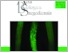[thumbnail of biologica_062_numb_002.pdf]